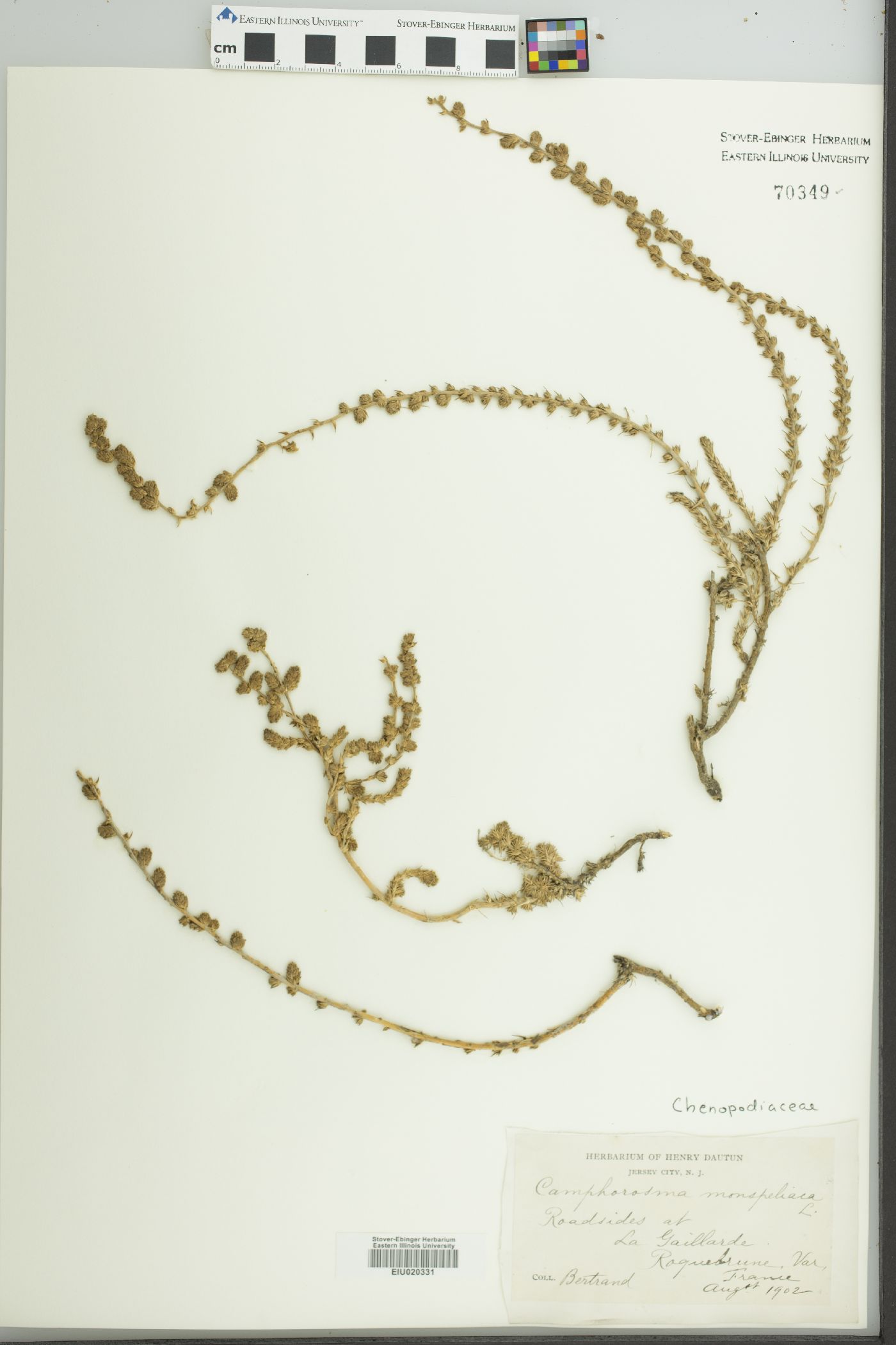 Camphorosma monspeliaca image