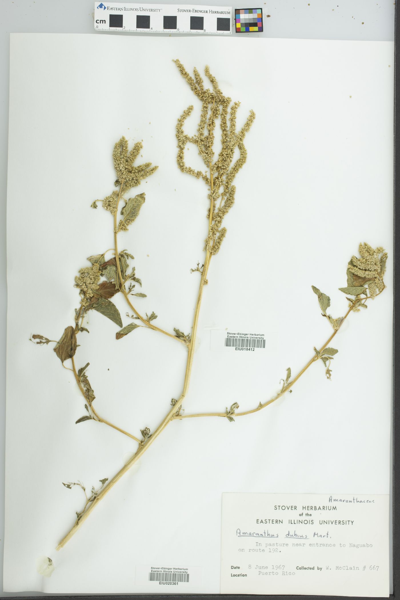 Amaranthus dubius image