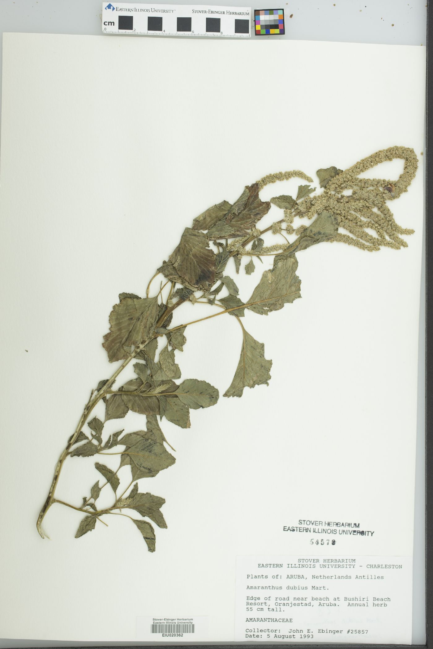 Amaranthus dubius image