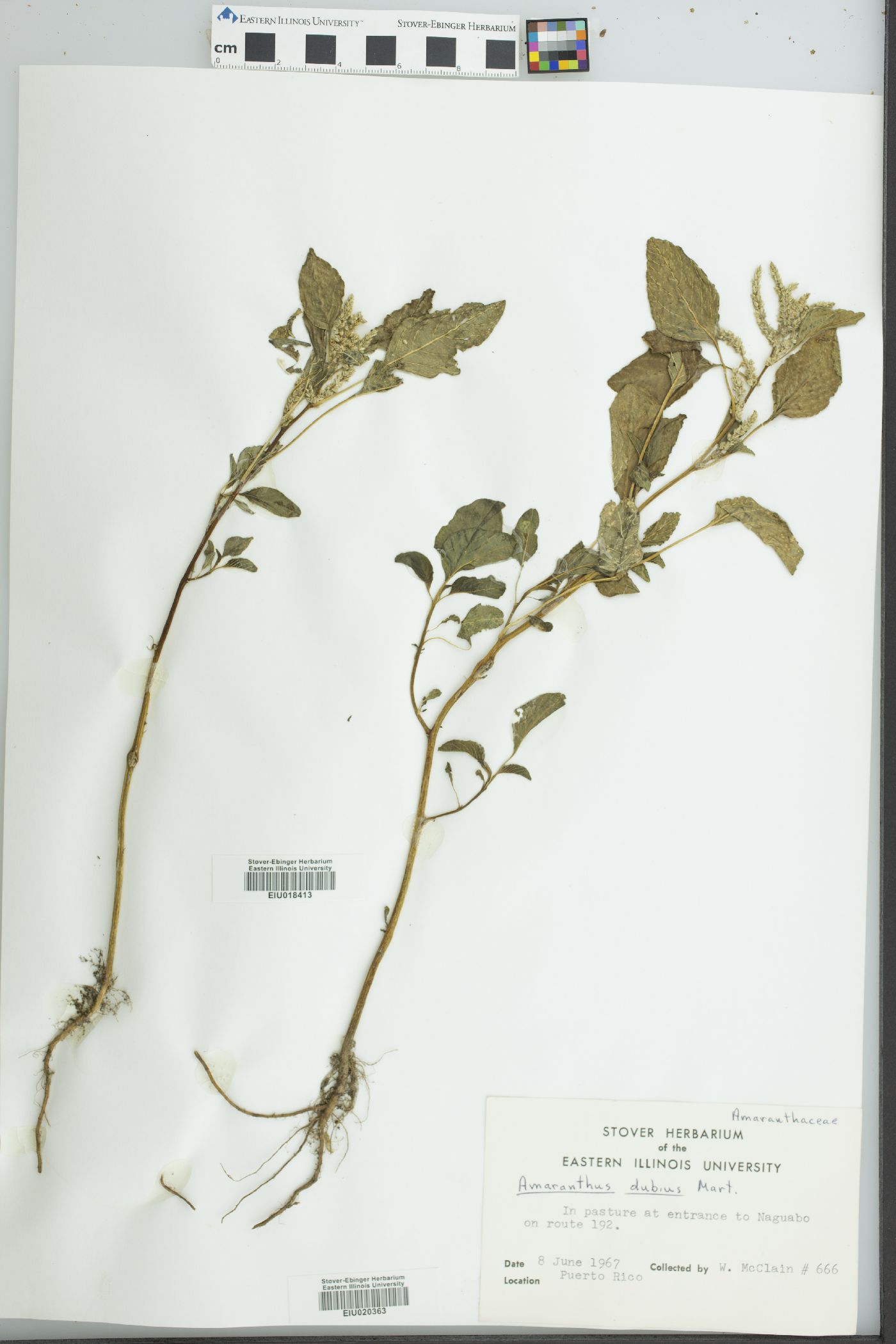 Amaranthus dubius image