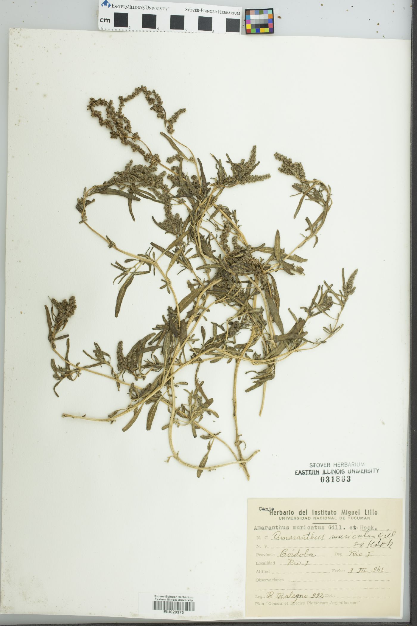 Amaranthus muricatus image