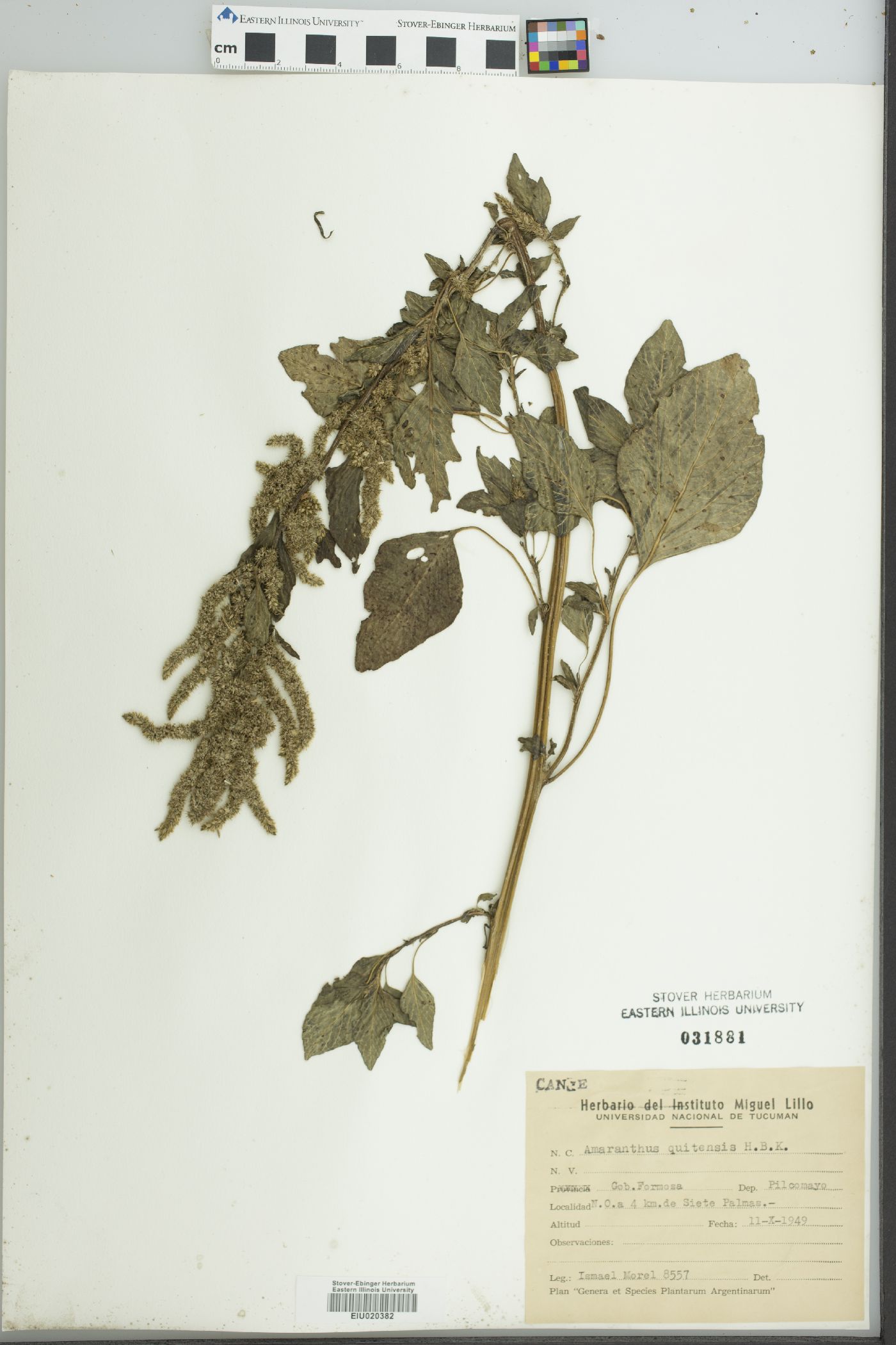 Amaranthus quitensis image