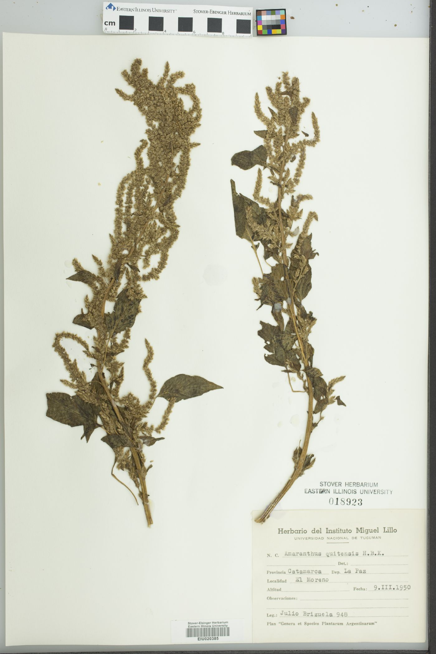 Amaranthus quitensis image