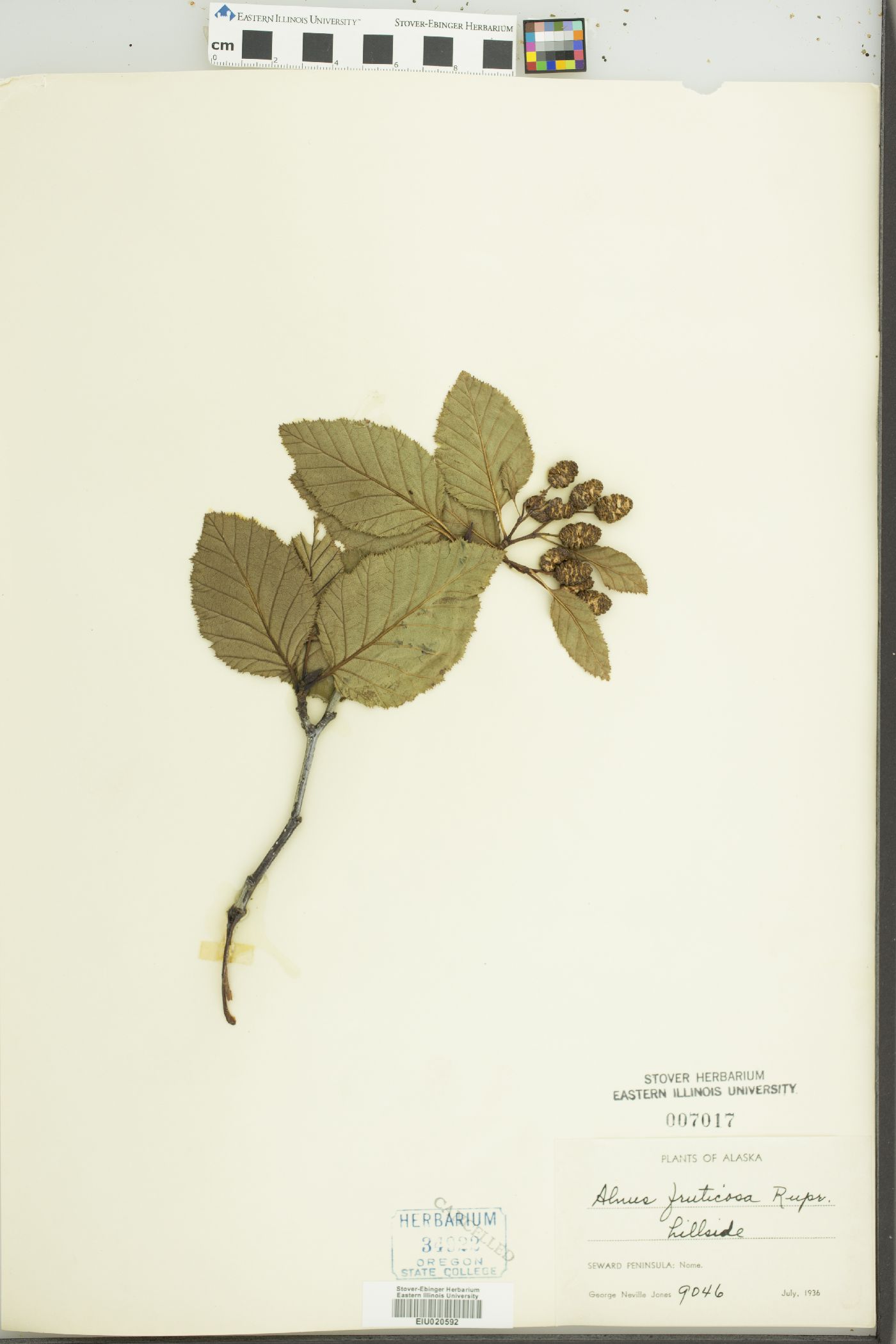 Alnus alnobetula subsp. fruticosa image