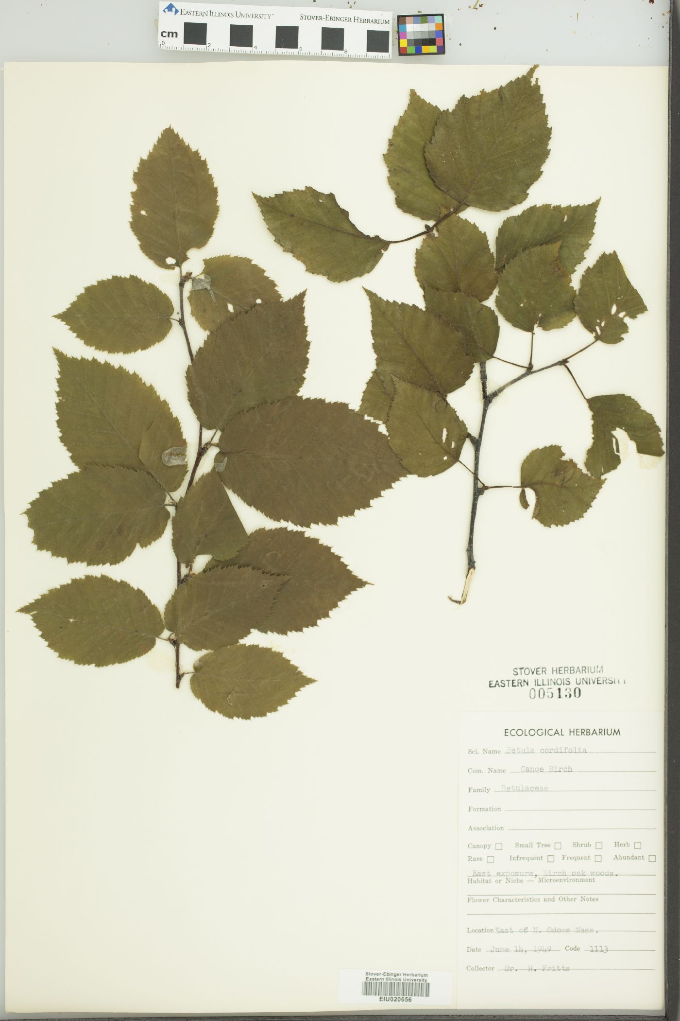 Betula cordifolia image