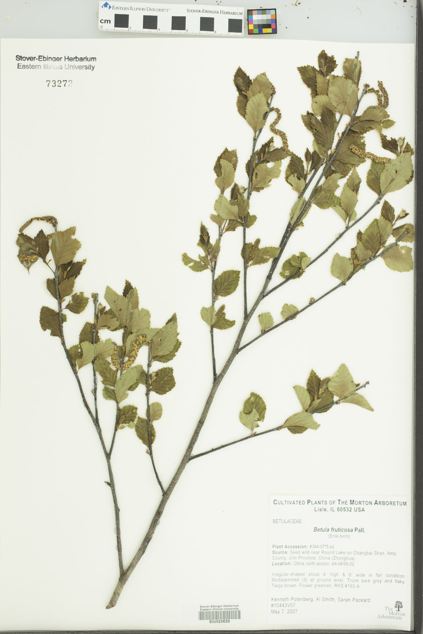 Betula fruticosa image
