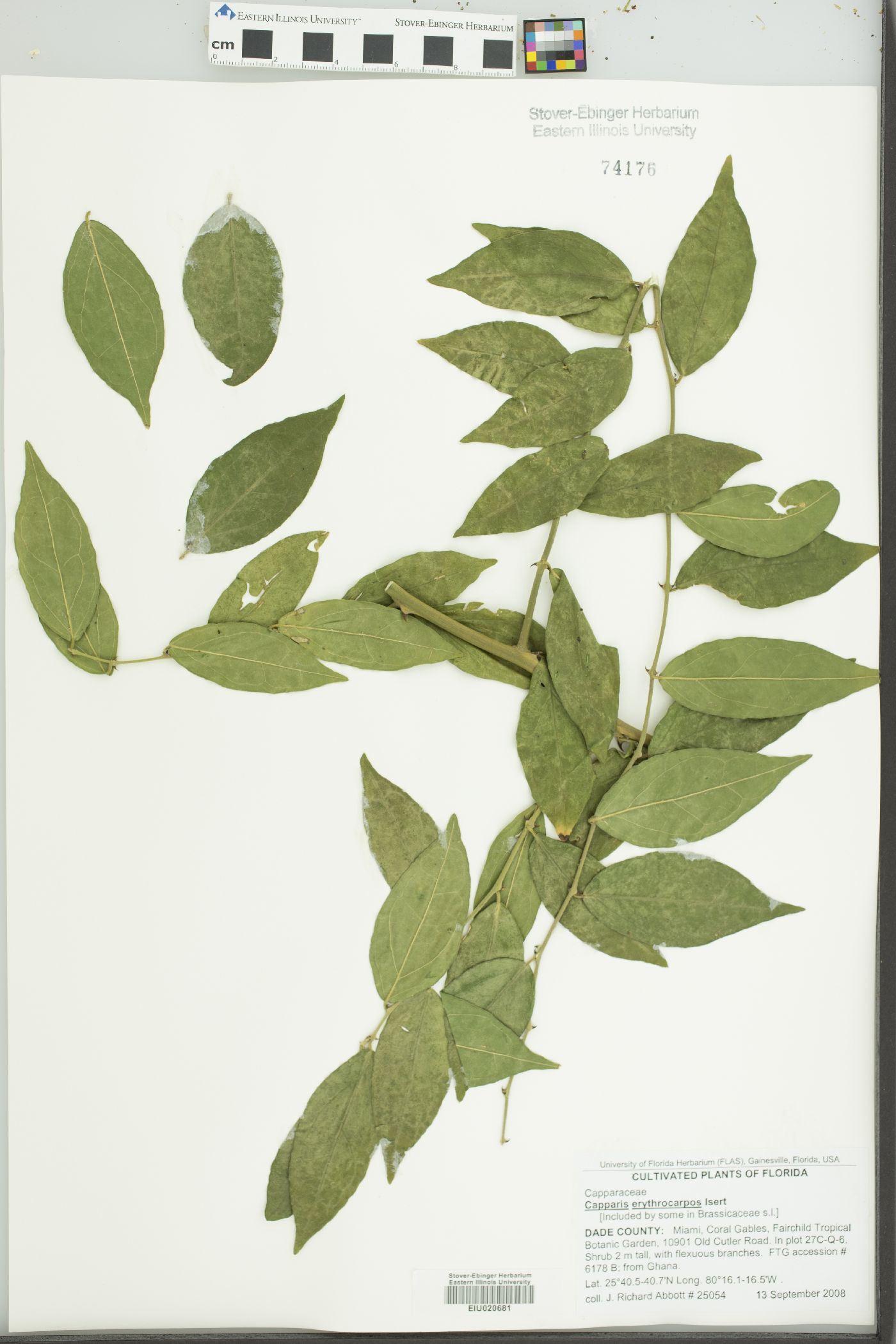 Capparis erythrocarpos image