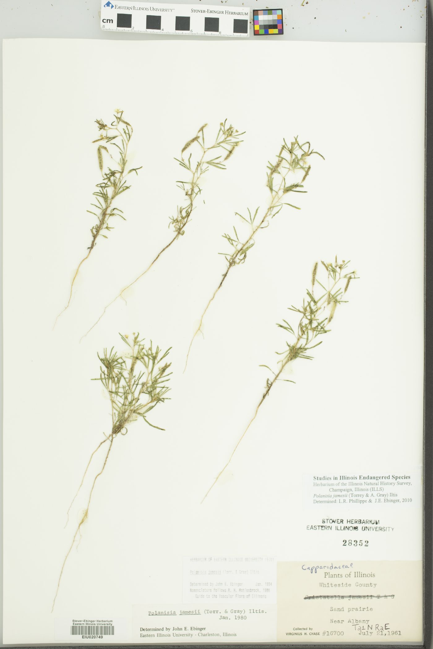 Polanisia jamesii image