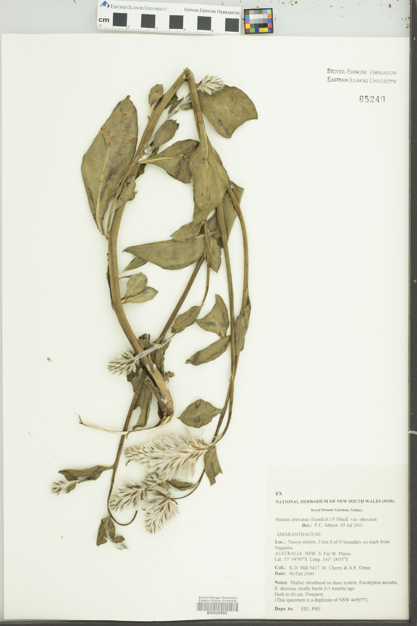 Ptilotus obovatus image