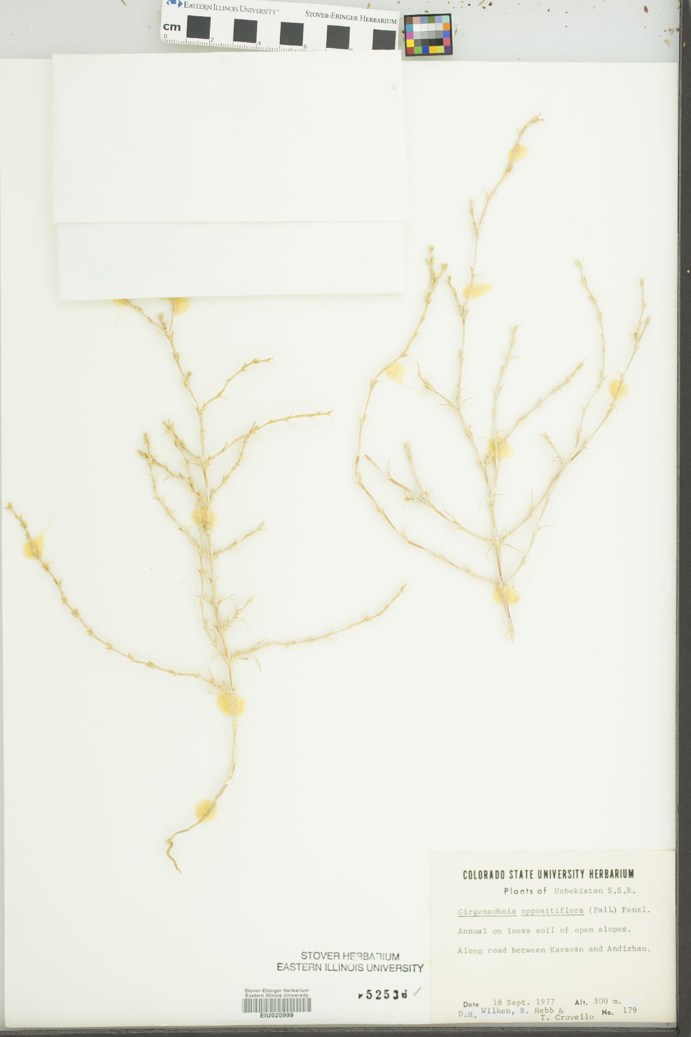 Girgensohnia oppositiflora image