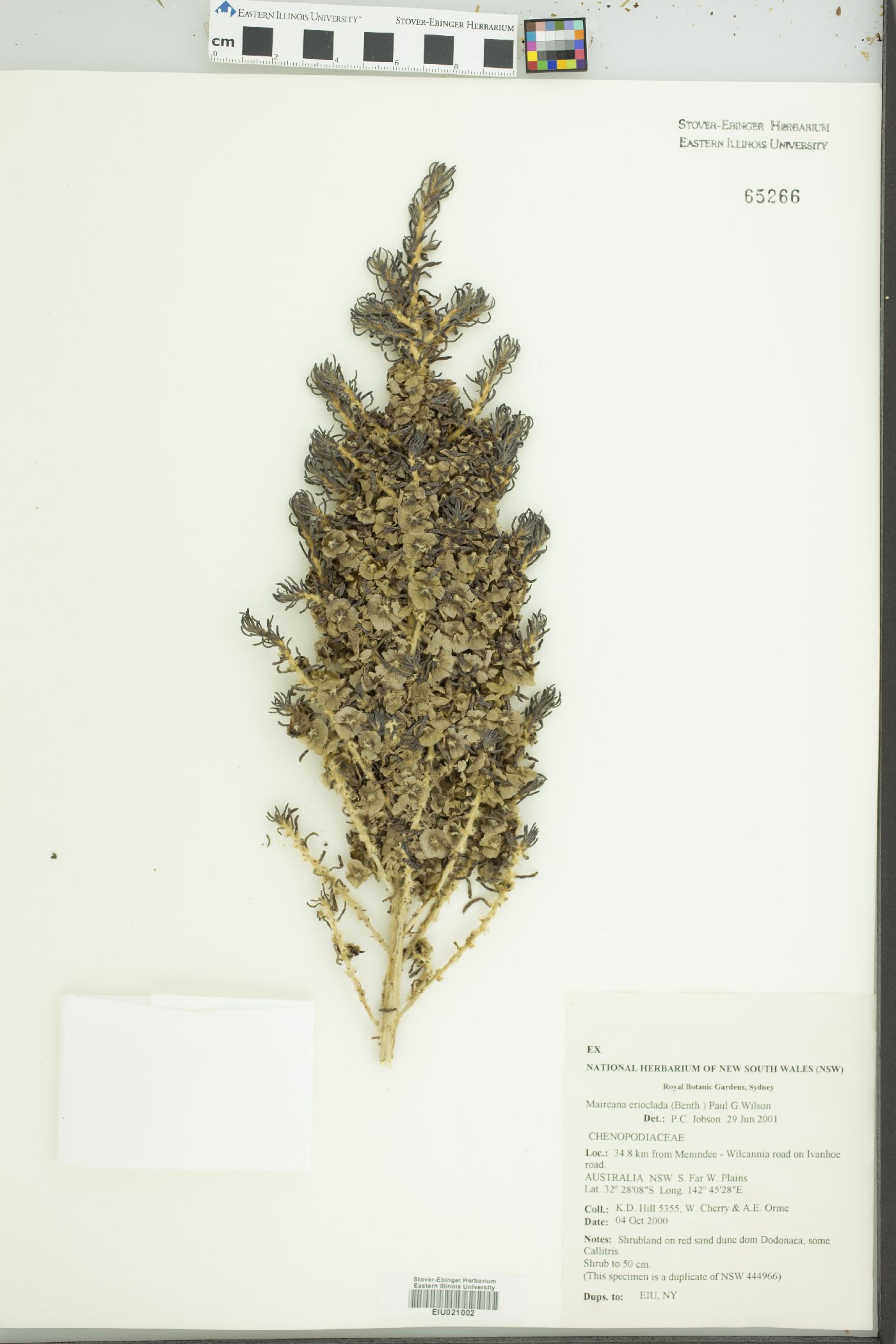 Maireana erioclada image