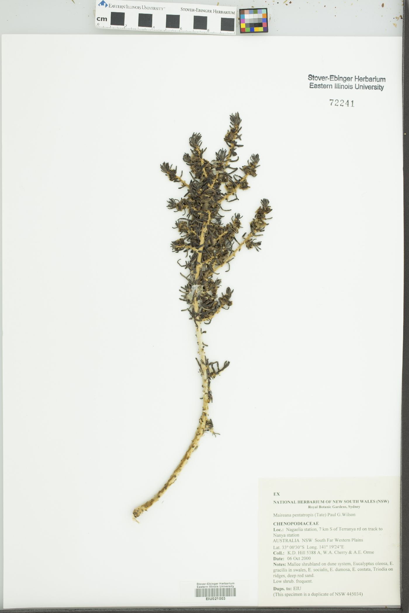 Maireana pentatropis image
