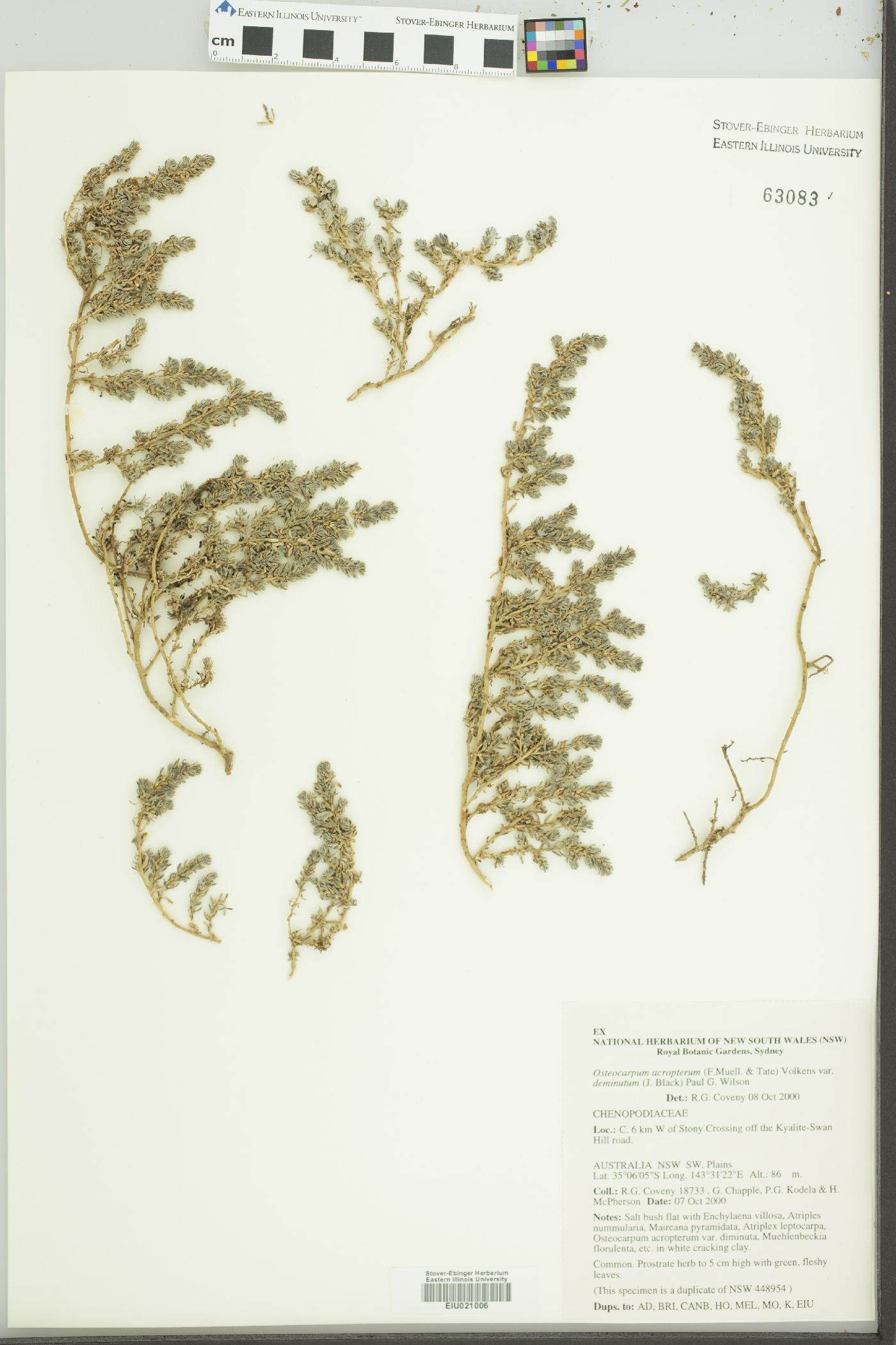 Osteocarpum acropterum var. deminutum image