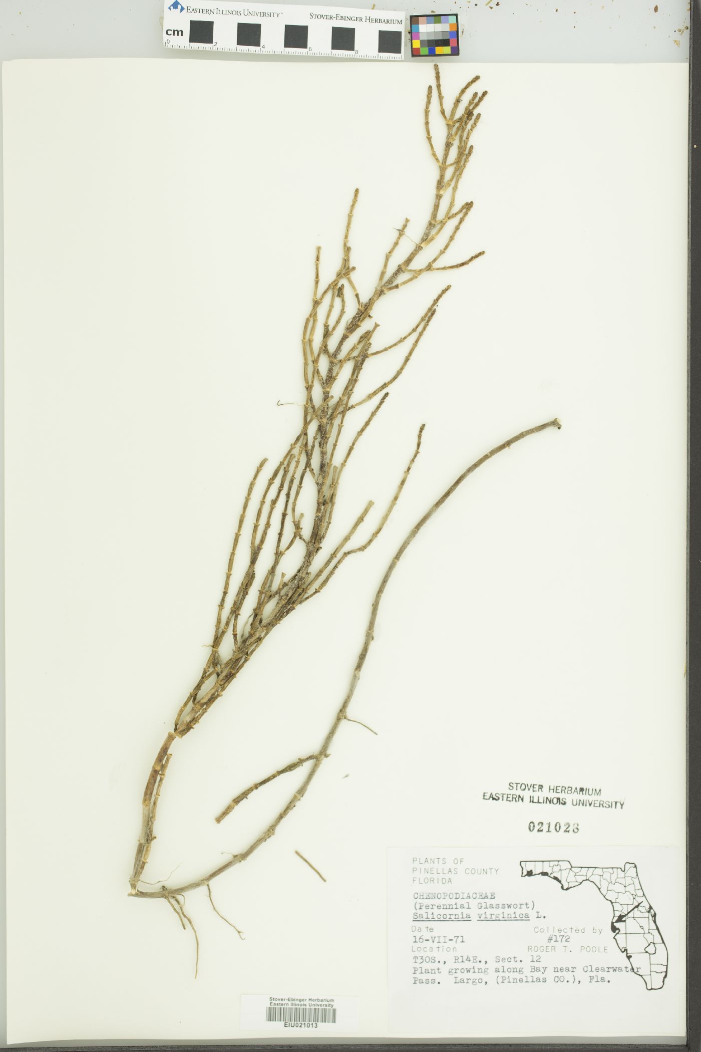 Salicornia virginica image