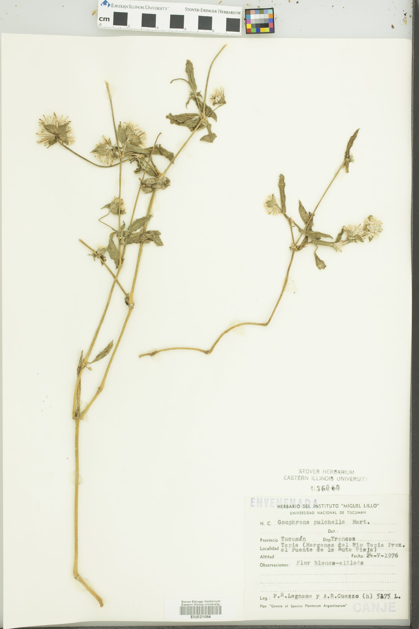 Gomphrena pulchella image