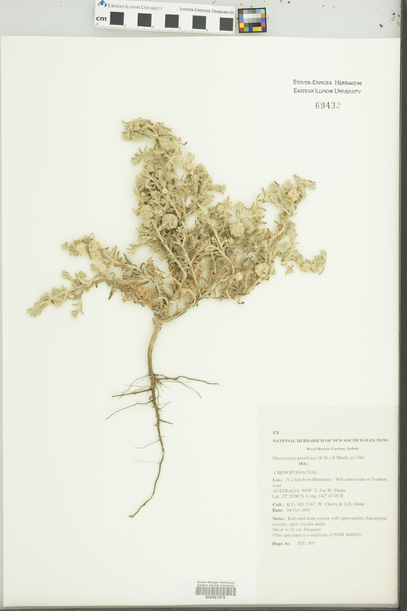 Dissocarpus paradoxus image