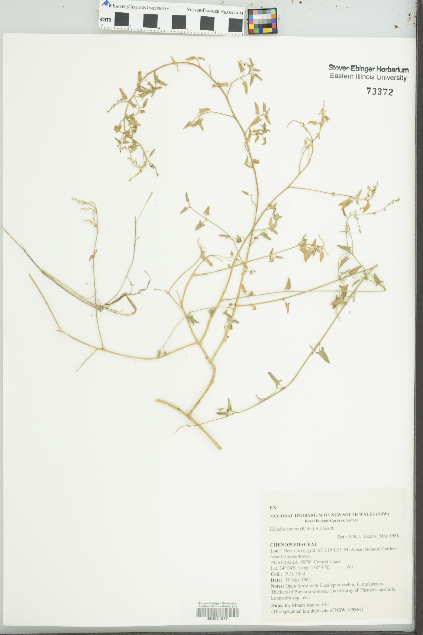 Einadia image