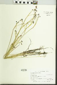 Sisyrinchium atlanticum image