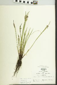 Sisyrinchium campestre image