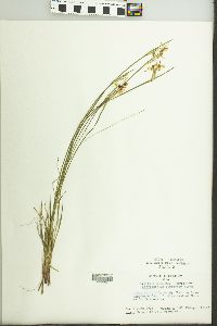 Sisyrinchium campestre image