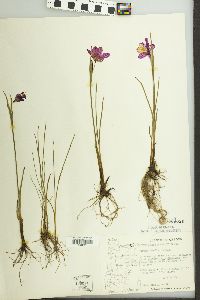 Olsynium douglasii image