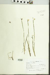 Sisyrinchium montanum image