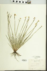 Sisyrinchium mucronatum image