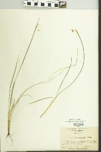 Sisyrinchium mucronatum image