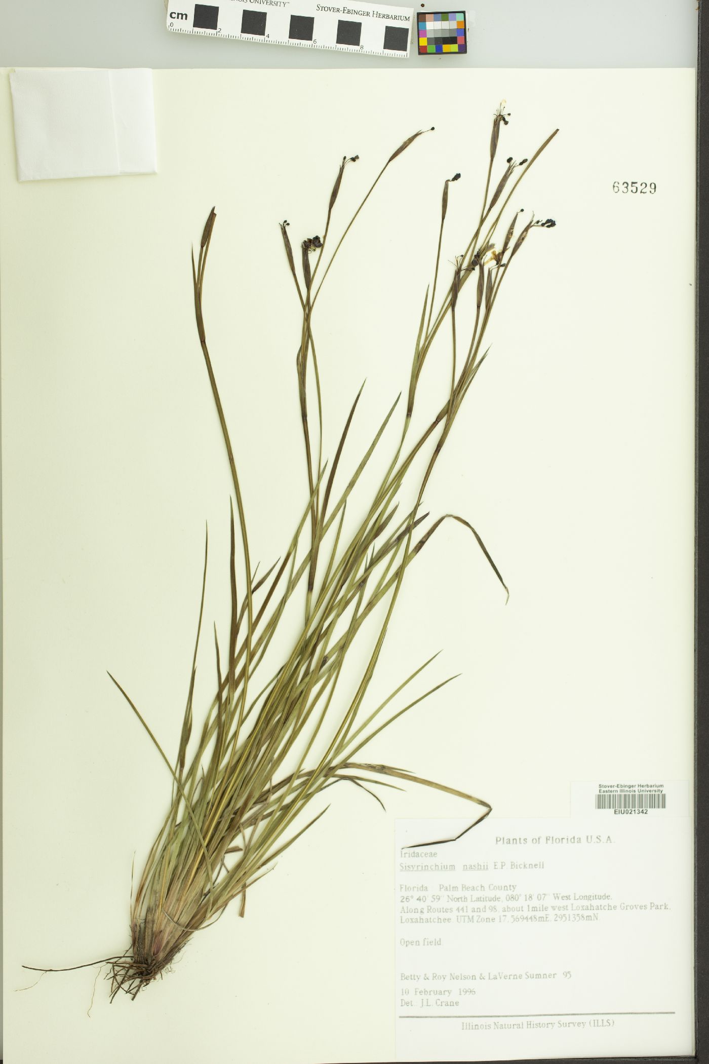 Sisyrinchium nashii image