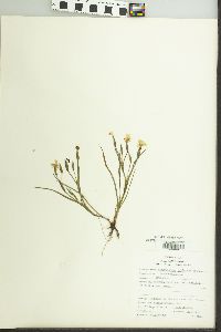 Sisyrinchium pruinosum image