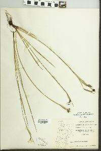 Sisyrinchium sarmentosum image