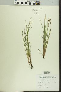 Sisyrinchium albidum image