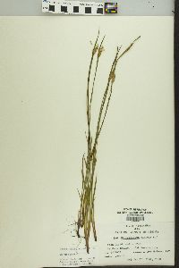 Sisyrinchium albidum image