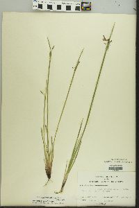 Sisyrinchium albidum image