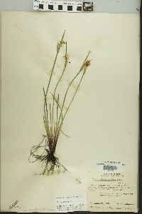 Sisyrinchium albidum image