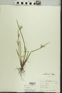 Sisyrinchium albidum image