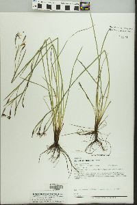 Sisyrinchium atlanticum image