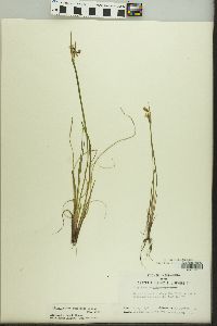 Sisyrinchium campestre image