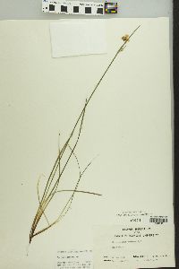 Sisyrinchium campestre image