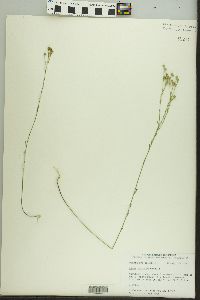 Linum sulcatum image