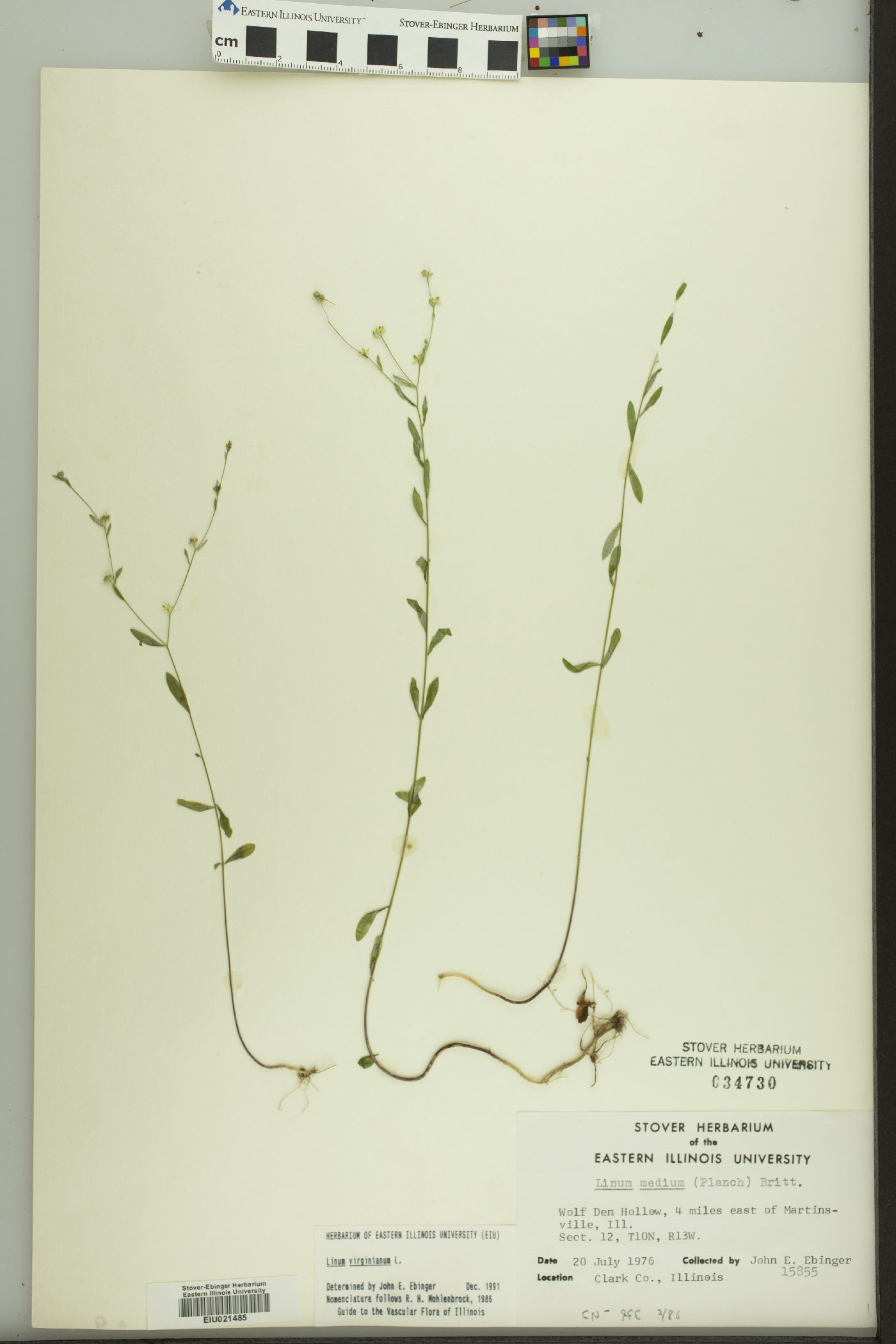 Linum virginianum image