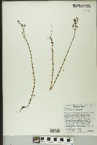 Linum floridanum image