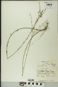 Linum medium var. texanum image