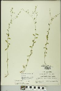 Linum virginianum image