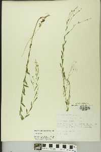 Linum virginianum image