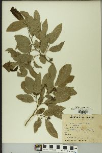 Image of Rollinia silvatica