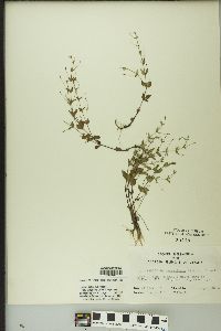 Image of Lindernia anagallis