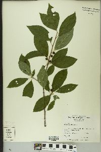 Ilex laevigata image