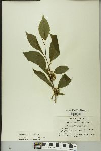 Ilex montana image