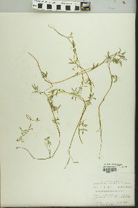 Floerkea proserpinacoides image